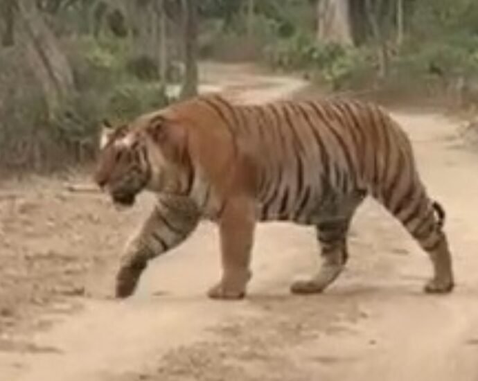 फाटो-सफारी-जोन-में-दिखा-अब-तक-का-सबसे-विशाल-बाघ,-‘हरक्यूलिस’-बना-आकर्षण-का-केंद्र